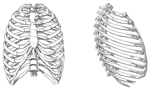 image of rib cage, a common source of upper back pain