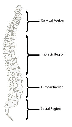 Image of a Spine, showing the main area of treatment for chiropractors